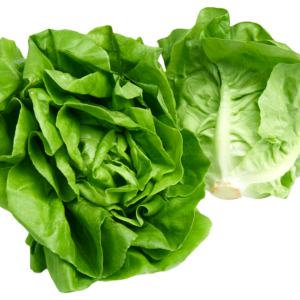 purepng.com butterhead lettucevegetablessalad leaf lettuce leaves butterhead lettuce 941524684306nm7ol 3