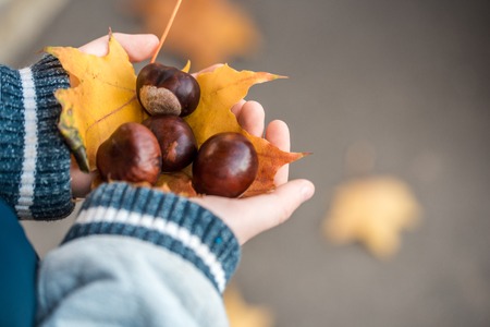 110815415 autumn yellow maple leaf and chestnuts in the hands of a child concept autumn