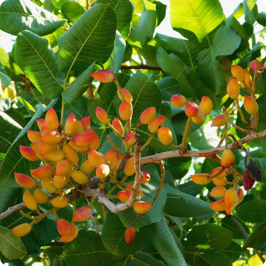 پسته نمادی از دوستی و شادی نیز به شمار می‌آید و این مغز علاوه بر طعم فوق‌ العاده‌اش ، خواص و ویژگی‌های شگفت‌ انگیزی هم داره که می‌تونه به سلامتی ما کمک کنه.